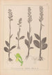 Herbier de la flore française Pl1004 - Louis Antoine Cusin — vista dell’opera