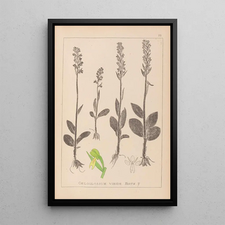 Louis Antoine Cusin - Herbier de la flore franaise Pl1004.webp