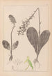 Herbier de la flore française Pl1005 - Louis Antoine Cusin — vista dell’opera