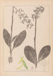Herbier de la flore française Pl1006 - Louis Antoine Cusin — vista dell’opera