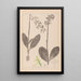Herbier de la flore française Pl1006 - Louis Antoine Cusin — quadro incorniciato alla parete