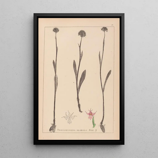 Louis Antoine Cusin - Herbier de la flore franaise Pl1007.webp