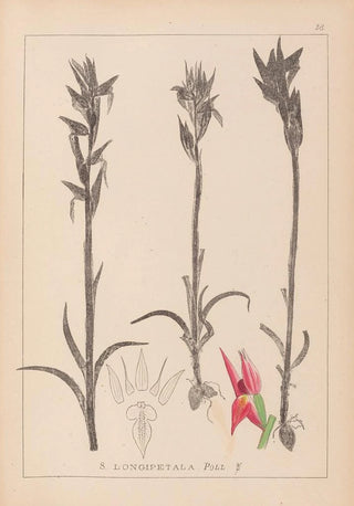 Louis Antoine Cusin - Herbier de la flore franaise Pl1009.webp