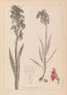 Herbier de la flore française Pl1010 - Louis Antoine Cusin — vista dell’opera