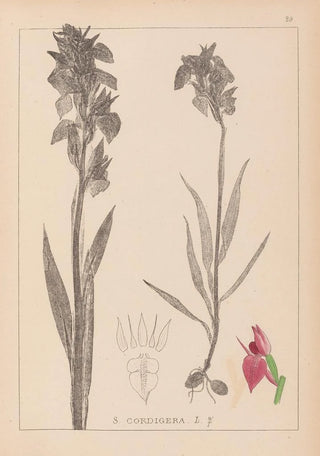 Louis Antoine Cusin - Herbier de la flore franaise Pl1010.webp