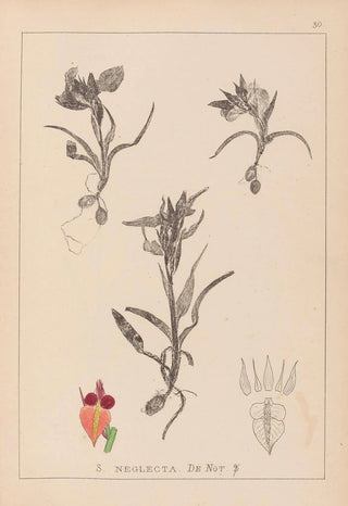 Louis Antoine Cusin - Herbier de la flore franaise Pl1011.webp