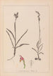 Herbier de la flore française Pl1012 - Louis Antoine Cusin — vista dell’opera