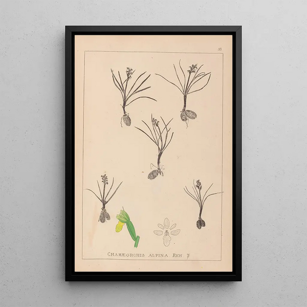 Louis Antoine Cusin - Herbier de la flore franaise Pl1014.webp