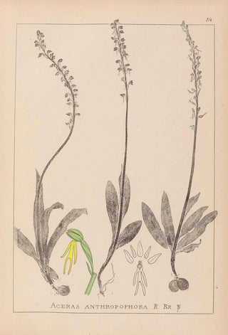 Louis Antoine Cusin - Herbier de la flore franaise Pl1015.webp