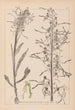 Herbier de la flore française Pl1016 - Louis Antoine Cusin — vista dell’opera