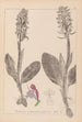 Herbier de la flore française Pl1017 - Louis Antoine Cusin — vista dell’opera