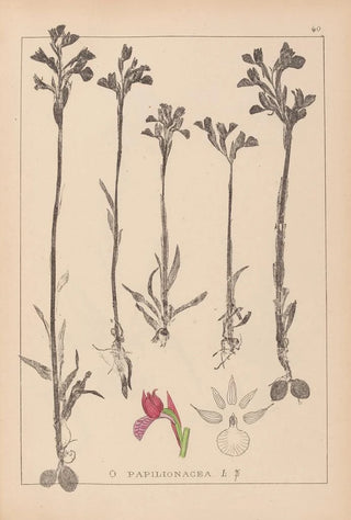 Louis Antoine Cusin - Herbier de la flore franaise Pl1020.webp