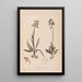 Herbier de la flore française Pl1021 - Louis Antoine Cusin — quadro incorniciato alla parete