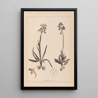 Louis Antoine Cusin - Herbier de la flore franaise Pl1021.webp