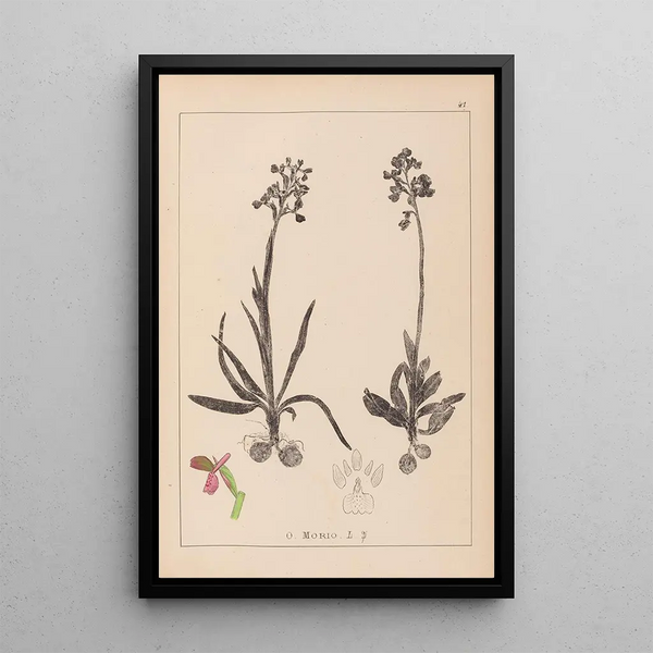 Louis Antoine Cusin - Herbier de la flore franaise Pl1021.webp