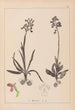 Herbier de la flore française Pl1021 - Louis Antoine Cusin — vista dell’opera