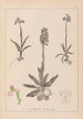 Herbier de la flore française Pl1022 - Louis Antoine Cusin — vista dell’opera