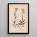 Herbier de la flore française Pl1023 - Louis Antoine Cusin — quadro incorniciato alla parete