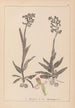 Herbier de la flore française Pl1023 - Louis Antoine Cusin — vista dell’opera