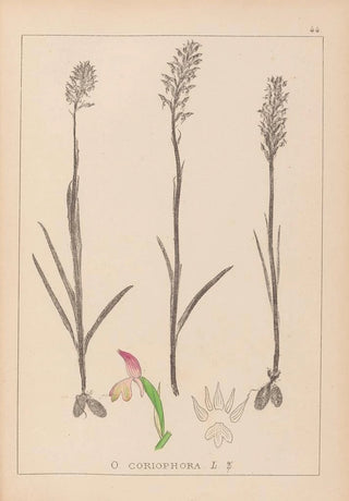 Louis Antoine Cusin - Herbier de la flore franaise Pl1024.webp
