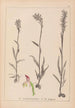 Herbier de la flore française Pl1025 - Louis Antoine Cusin — vista dell’opera