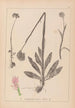 Herbier de la flore française Pl1027 - Louis Antoine Cusin — vista dell’opera