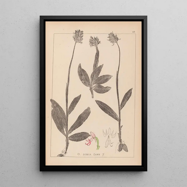 Louis Antoine Cusin - Herbier de la flore franaise Pl1028.webp