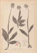 Herbier de la flore française Pl1028 - Louis Antoine Cusin — vista dell’opera