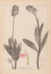 Herbier de la flore française Pl1029 - Louis Antoine Cusin — vista dell’opera