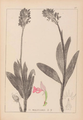 Louis Antoine Cusin - Herbier de la flore franaise Pl1029.webp