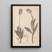 Herbier de la flore française Pl1029 - Louis Antoine Cusin — quadro incorniciato alla parete