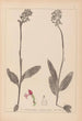 Herbier de la flore française Pl1031 - Louis Antoine Cusin — vista dell’opera