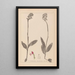 Herbier de la flore française Pl1031 - Louis Antoine Cusin — quadro incorniciato alla parete