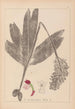 Herbier de la flore française Pl1032 - Louis Antoine Cusin — vista dell’opera