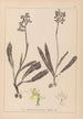 Herbier de la flore française Pl1033 - Louis Antoine Cusin — vista dell’opera