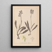 Herbier de la flore française Pl1033 - Louis Antoine Cusin — quadro incorniciato alla parete