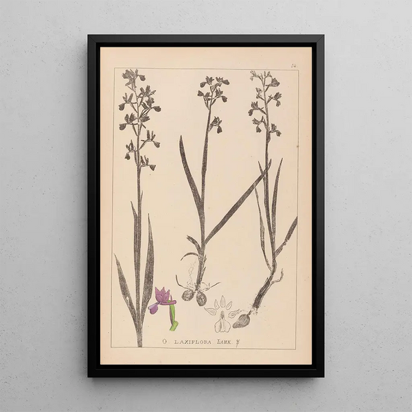 Louis Antoine Cusin - Herbier de la flore franaise Pl1034.webp