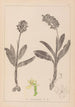 Herbier de la flore française Pl1036 - Louis Antoine Cusin — vista dell’opera