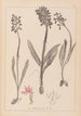 Herbier de la flore française Pl1037 - Louis Antoine Cusin — vista dell’opera