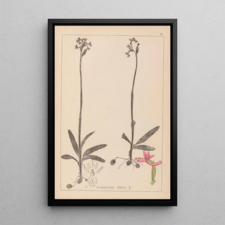 Louis Antoine Cusin - Herbier de la flore franaise Pl1039.webp