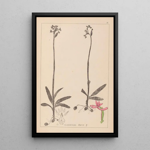 Louis Antoine Cusin - Herbier de la flore franaise Pl1039.webp