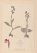 Herbier de la flore française Pl1040 - Louis Antoine Cusin — vista dell’opera