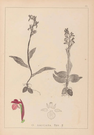 Louis Antoine Cusin - Herbier de la flore franaise Pl1040.webp