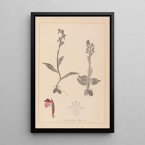 Louis Antoine Cusin - Herbier de la flore franaise Pl1040.webp