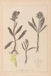 Herbier de la flore française Pl1041 - Louis Antoine Cusin — vista dell’opera