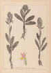 Herbier de la flore française Pl1042 - Louis Antoine Cusin — vista dell’opera