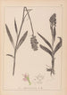 Herbier de la flore française Pl1043 - Louis Antoine Cusin — vista dell’opera