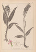 Herbier de la flore française Pl1044 - Louis Antoine Cusin — vista dell’opera