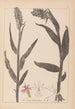 Herbier de la flore française Pl1045 - Louis Antoine Cusin — vista dell’opera