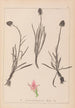 Herbier de la flore française Pl1047 - Louis Antoine Cusin — vista dell’opera
